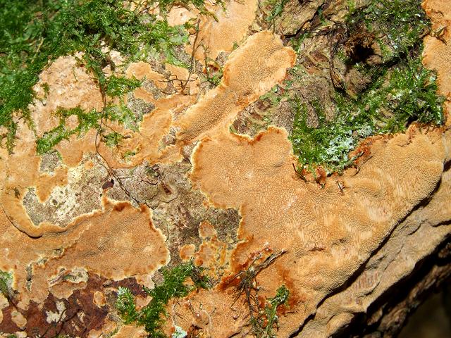Phellinus ferreus Cinnamon Porecrust Polyporale Images