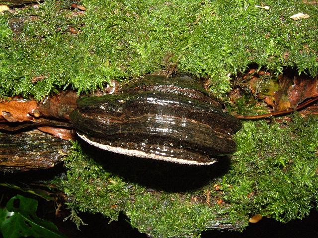 Phellinus igniarius Willow Bracket Polyporale Images