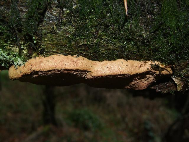 Phellinus pomaceus Cushion Bracket Polyporale Images