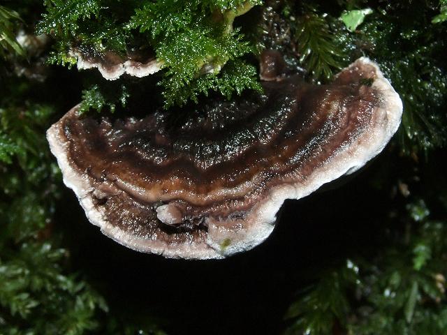 Phellodon species Tooth Fungus Thelephorale Images