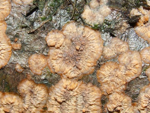 Phlebia radiata Wrinkled Crust Polyporale Images