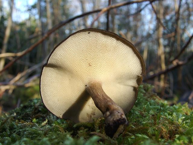 Polyporus brumalis Winter Polypore Polyporale Images