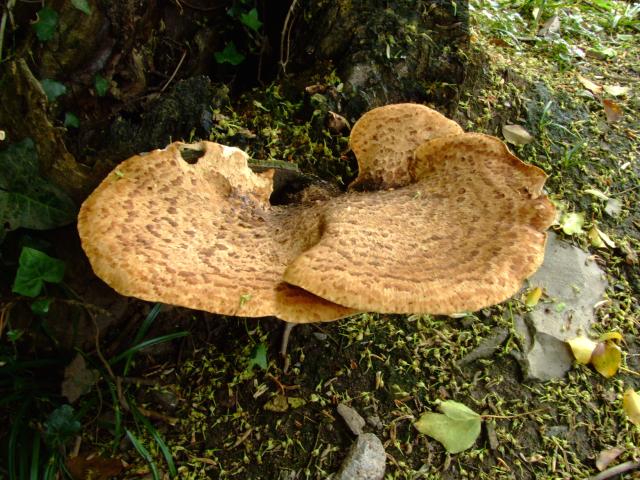 Polyporus squamosus Dryads Saddle Polyporale Images