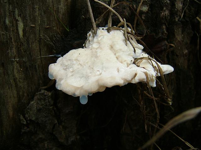 Postia stiptica Bitter Bracket Polyporale Images