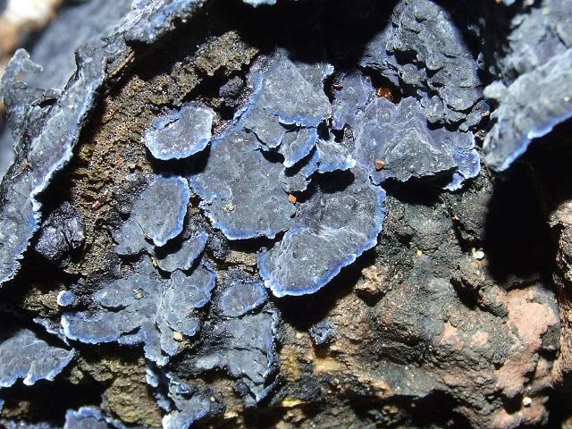 Pulcherricium caeruleum Cobalt Crust Polyporale Images