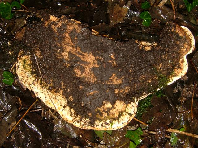Rigidoporus ulmarius A Bracket Fungus Polyporale Images