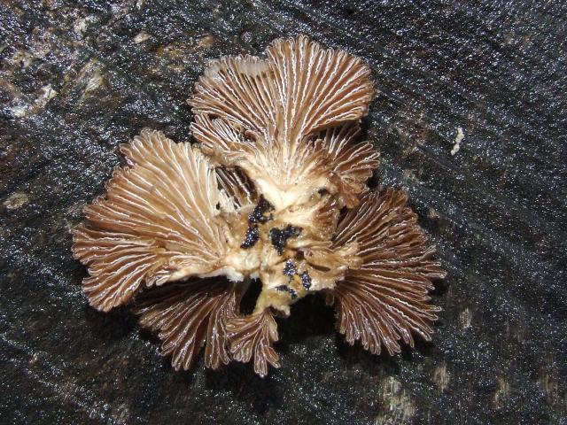 Schizophyllum commune Splitgill Polyporale Images