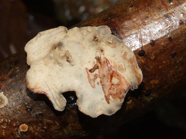 Stereum gausapatum Bleeding Oak Crust Polyporale Images