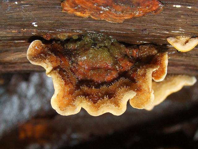 Stereum hirsutum Hairy Curtain Crust Polyporale Images