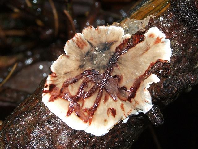 Stereum sanguinolentum Bleeding Conifer Crust Polyporale Images