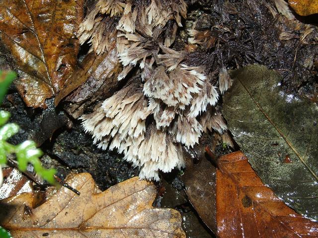 Thelephora penicillata Earthfan Thelephorale Images