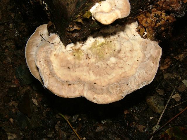Trametes gibbosa Lumpy Bracket Polyporale Images