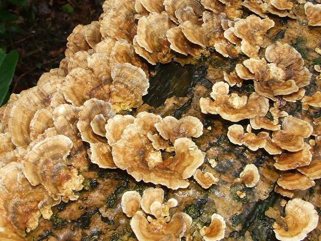 Trametes versicolor Turkeytail Polyporale Images