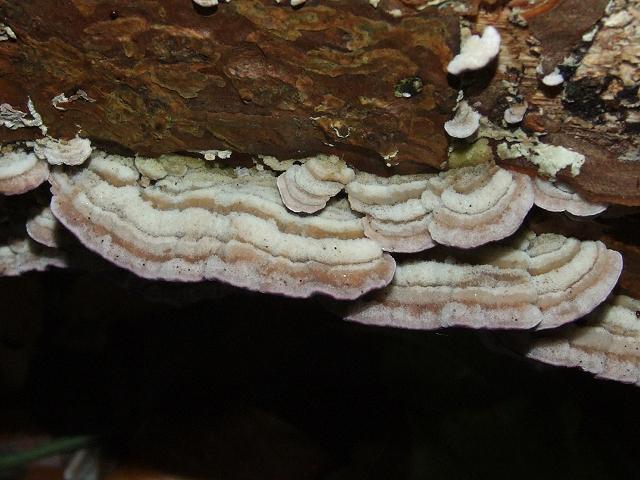Trichaptum abietinum Purplepore Bracket Polyporale Images