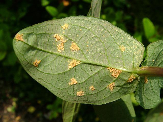 Melampsora hypericorum Hypericum Rust Pucciniomycota Images