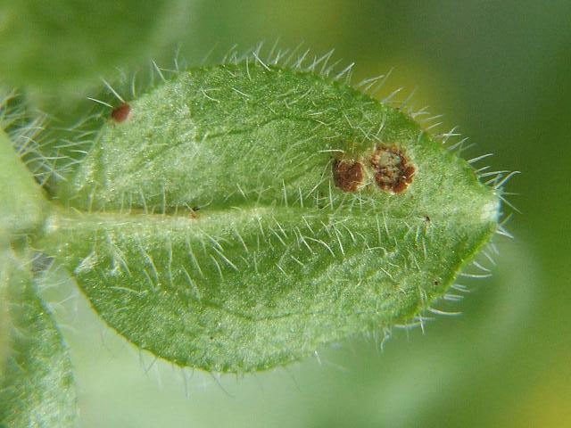 Puccinia galii-cruciatae Crosswort Brand Pucciniomycota Images
