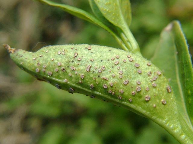 Puccinia vincae Periwrinkle Brand Pucciniomycota Images