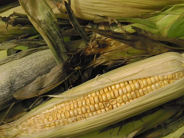 Ustilago maydis Corn Smut Ustilaginomycota Images