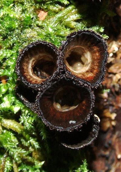 Puffballs and Stinkhorns Geastrales Fungi Images UK