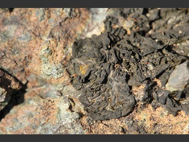 Collema furfuraceum Blistered Jelly Lichen Images