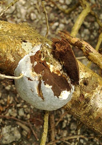 Slime Moulds Myxomycetes Images UK