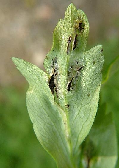 Smuts Ustilaginomycotina Fungi Images UK