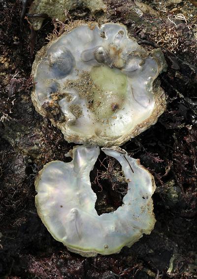 Marine Bivalve Images UK Saddle Oysters and Scallops Order Pectinida Pectinoida