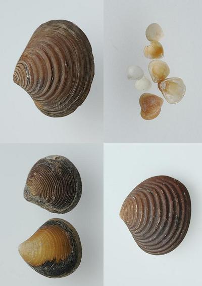 Marine Bivalve Images UK Bivalvia