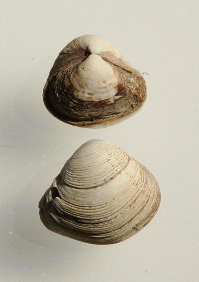 Marine Bivalve Images UK Gapers Piddocks and Shipworms Order Myida Myoida