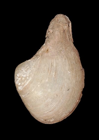 Marine Bivalve Images UK Lantern Pandora and Pandoras box shells Superorder Anomalodesmata