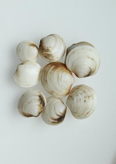 Marine Bivalve Images UK Round double tooth and Globe shells Superorder Imparidentia Superfamily Ungulinoidea width=