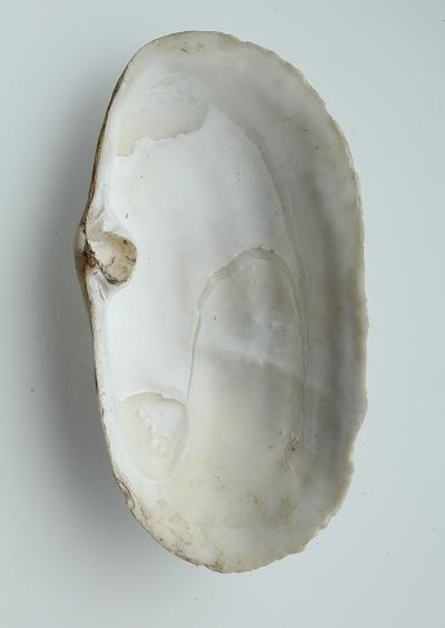 Marine Bivalve Images UK Otter and Trough Shells Superorder Imparidentia Superfamily Mactroidea Mactridae