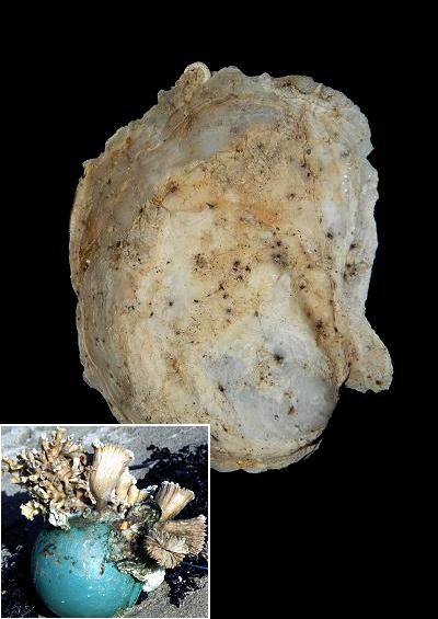 Marine Bivalve Images UK Oysters Order Ostreida Ostreoida