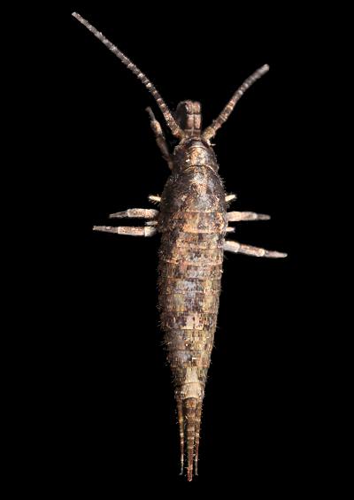 Marine and coastal bristletails archaeognatha arthropod images UK