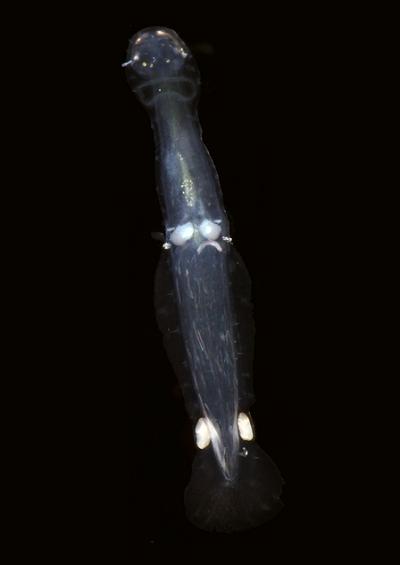 Arrow worms Chaetognatha images UK