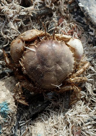 Crabs brachyura crustacean images UK