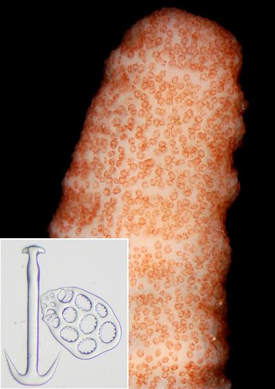 Sea Cucumber and Sea Gherkin images echinodermata UK