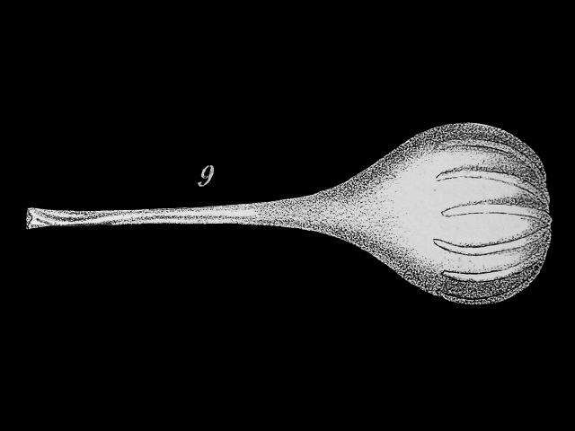 Lagena semistriata lagenidae lagenid foram Williamson Recent Foraminifera of Great Britain 1858 images