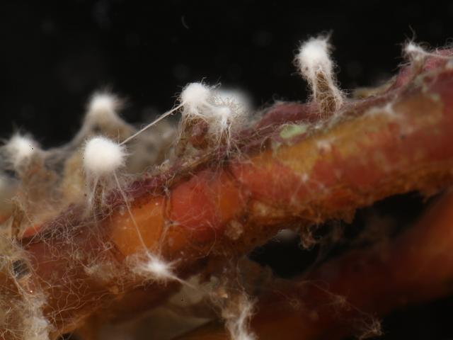 Marine fungi fungus on Tubularia indivisa Oaten pipes hydroid images