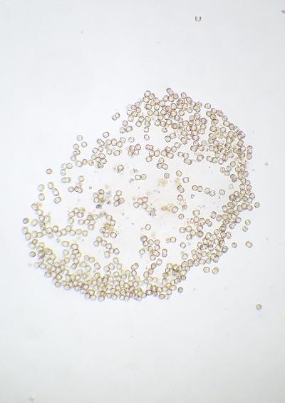 Haptophytes Haptophyta Images UK