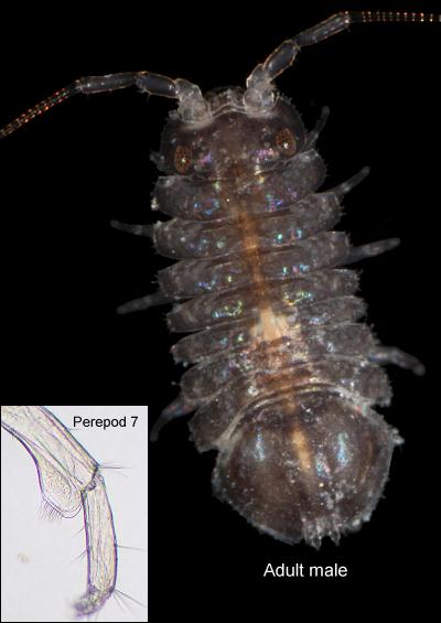 Isopod Images UK