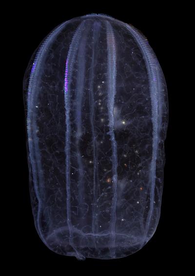 Comb jellyfish and Sea gooseberry gooseberries Phylum Ctenophora Images UK