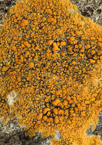 Marine Lichen Images UK