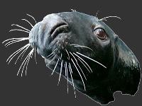 Atlantic Grey Seal