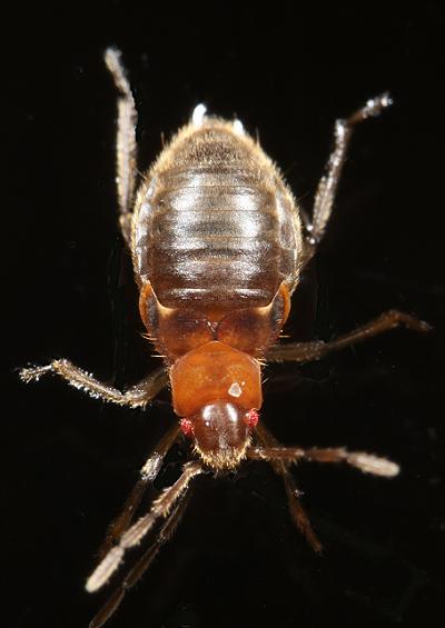 Bugs coastal and marine arthropod images UK