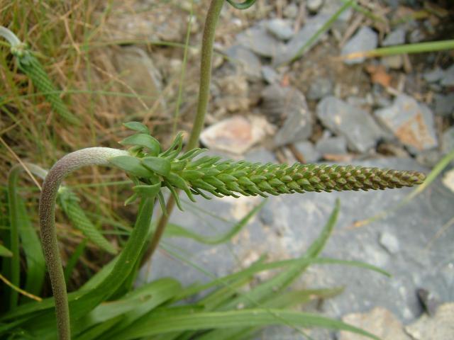 APHOTOMARINE - A photographic guide to aid the recognition and identification of Plantago maritima Sea Plantain Marine Plant Images