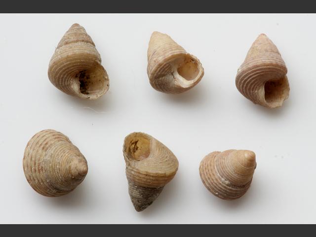 Jujubinus montagui Montagus top shell marine snail images