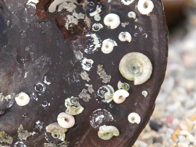 Spirorbis Laeospira inornatus A Spiral Tubeworm marine worm images