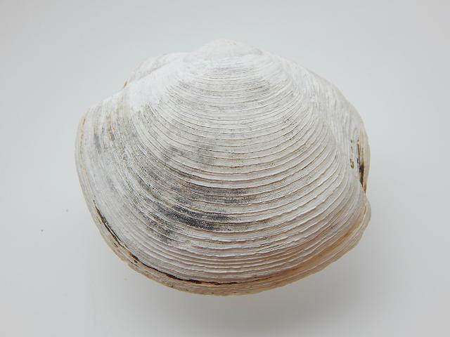 Phacoides pectinatus Thick lucine Marine Bivalve Images