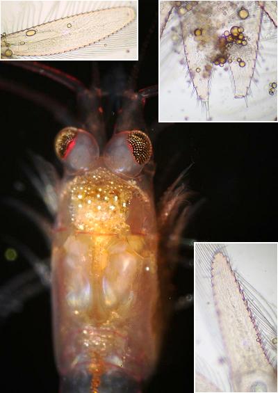 Mysida Opossum Mysid Shrimp Crustacean Images UK